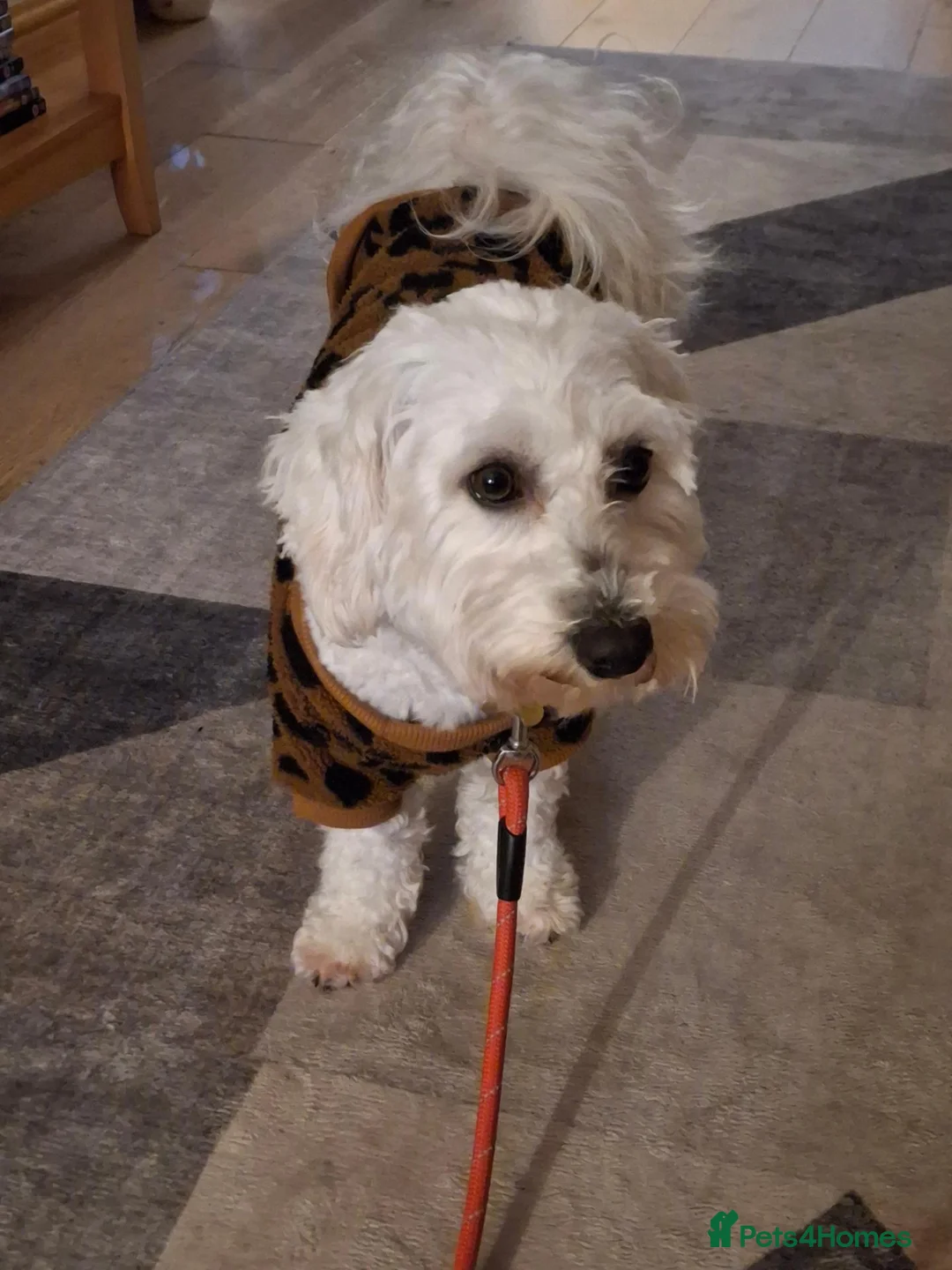 Cavachon dogs for sale: Loving , affectionate. Playful , intelligent  - Advert 1
