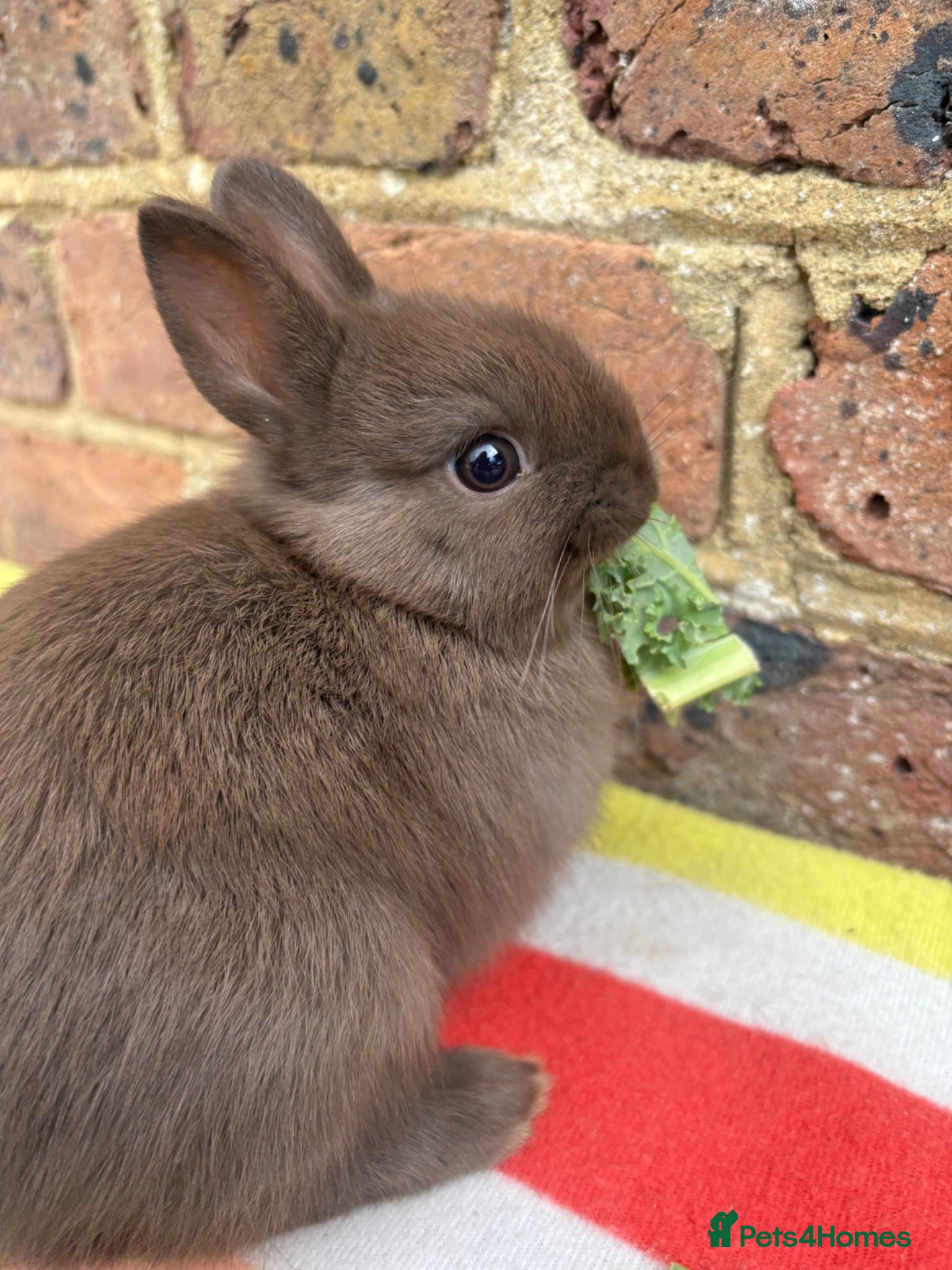 Netherland Dwarf rabbits Brown Netherland dwarf female bunny  - Advert 4