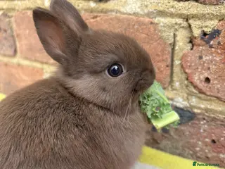 Netherland Dwarf rabbits Brown Netherland dwarf female bunny - Advert 4