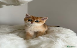 British Shorthair cats for sale: British Shorthair Golden Lilac kittens  - Image 5