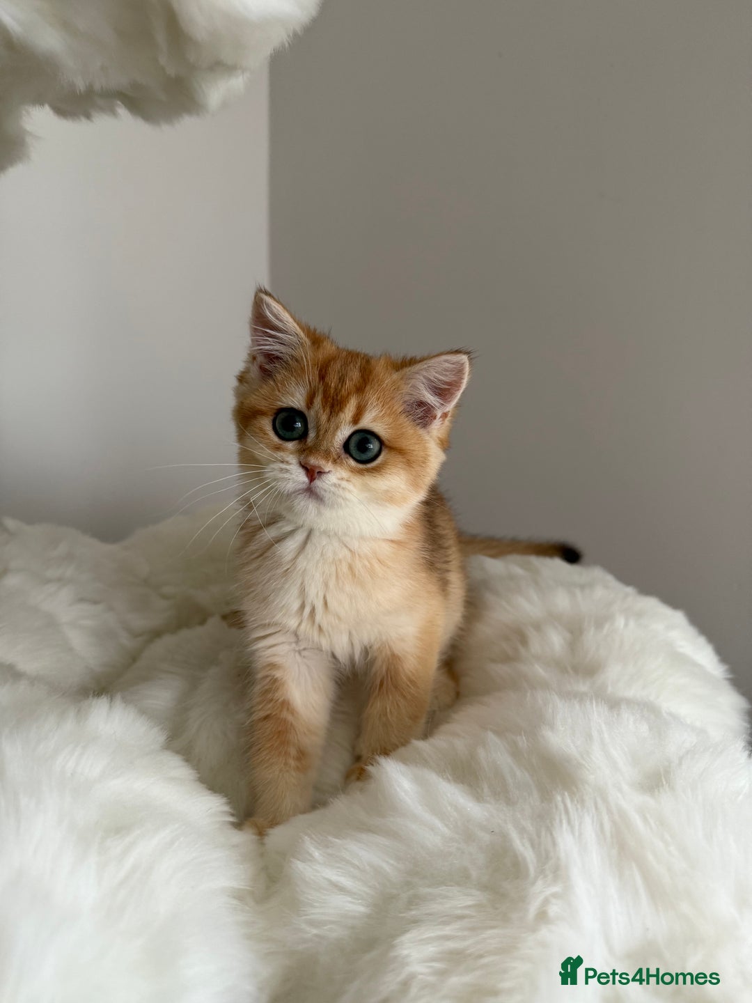 British Shorthair cats for sale: British Shorthair Golden Lilac kittens  - Image 5