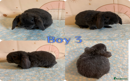 Mini Lop rabbits for sale: Baby Mini Lop Rabbits  - Advert 3