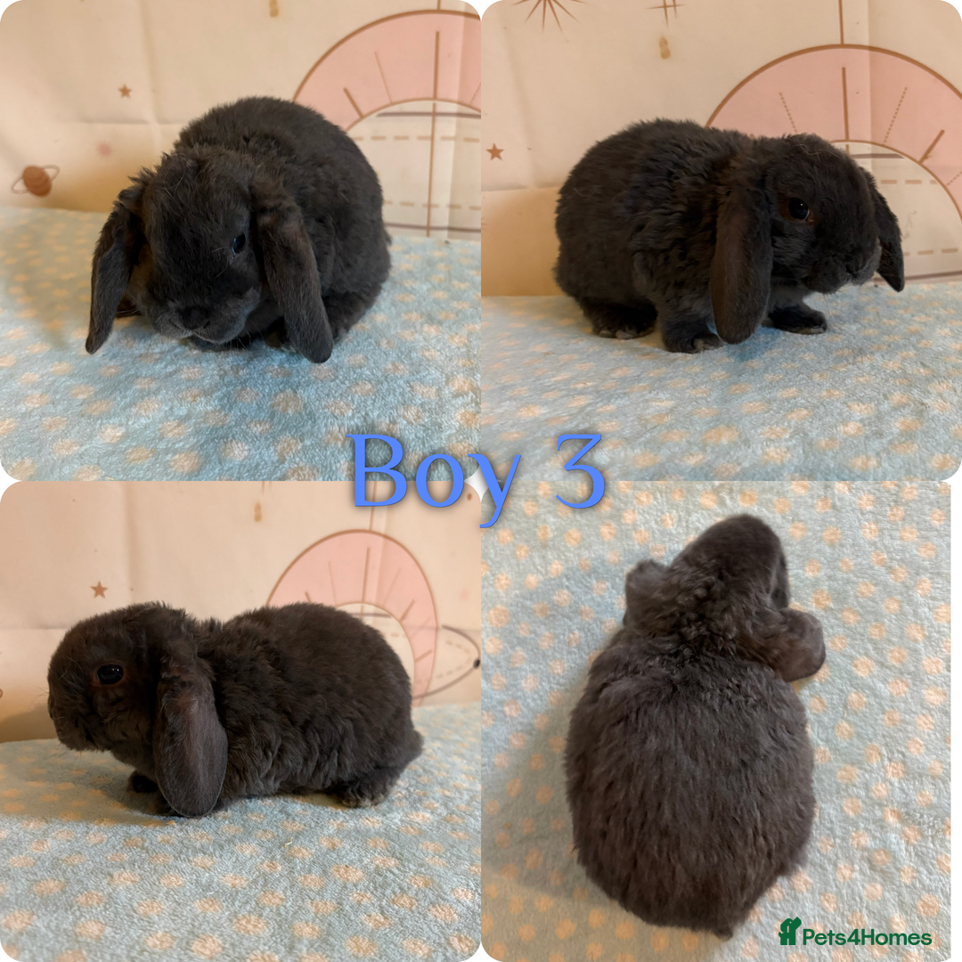 Mini Lop rabbits for sale: Baby Mini Lop Rabbits  - Advert 3