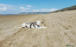 Mixed Breed dogs for sale: Saluki x - Image 4