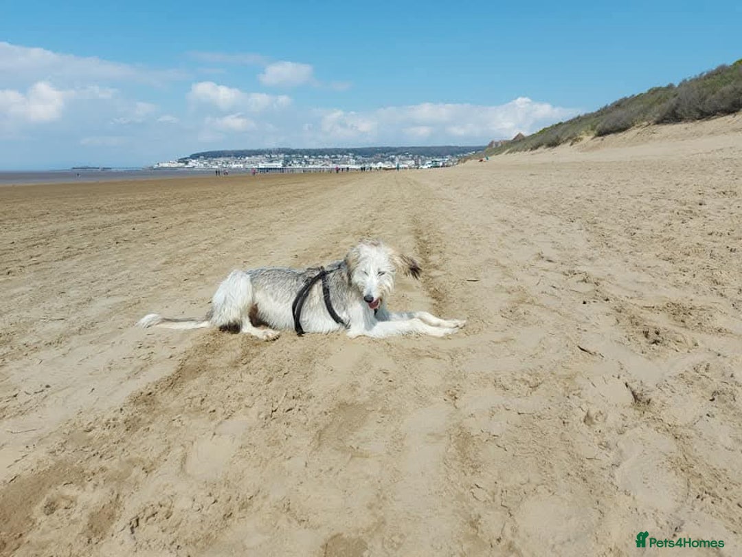 Mixed Breed dogs for sale: Saluki x - Image 4