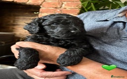 Labradoodle dogs for sale: Labradoodle Puppies 10 weeks 14 Nov 25 - Image 19