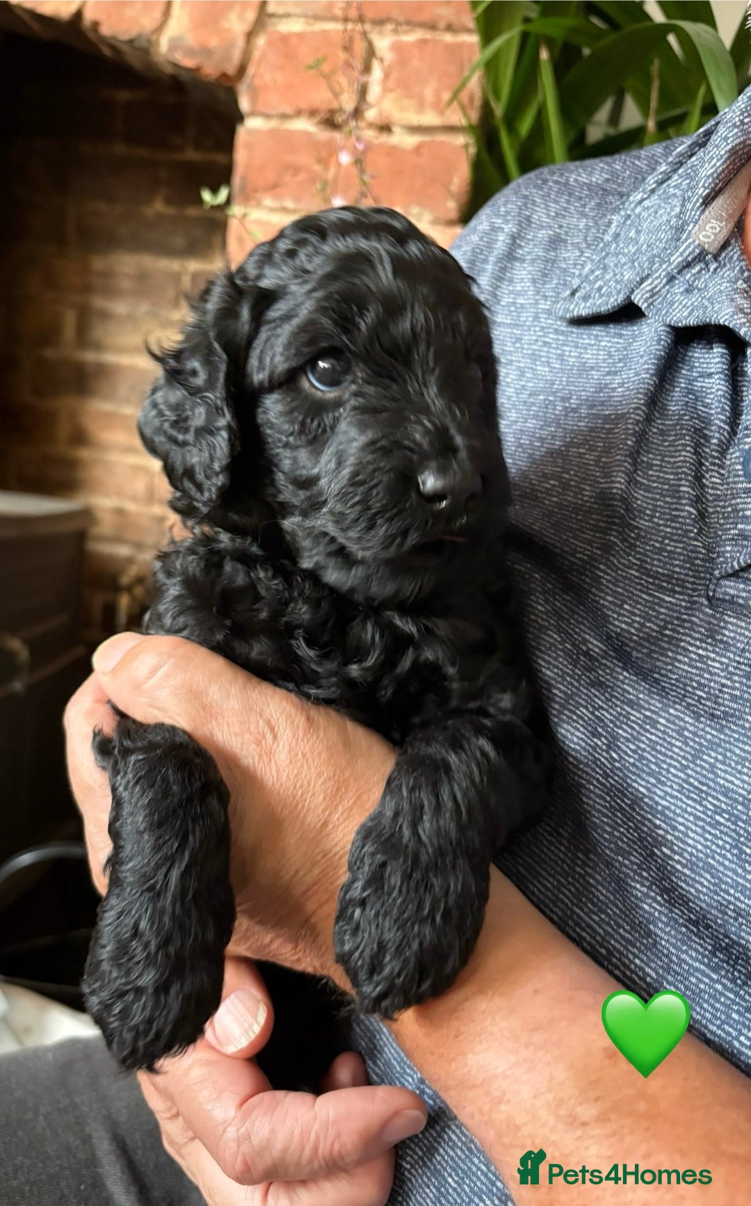Labradoodle dogs for sale: Labradoodle Puppies 10 weeks 14 Nov 25 - Image 19