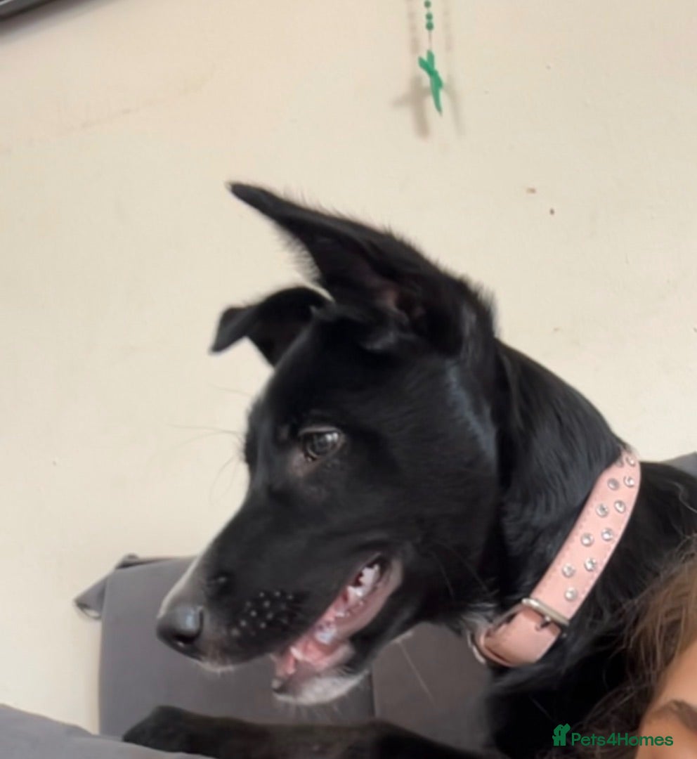 Mixed Breed dogs Mixed 3 month pup for sale - Advert 1