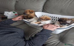 Mixed Breed dogs for sale: Shih tzu cross Jack Russell - Image 10