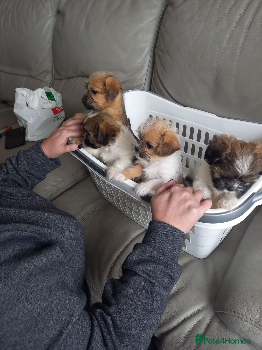 Mixed Breed dogs for sale: Shih tzu cross Jack Russell - Image 10