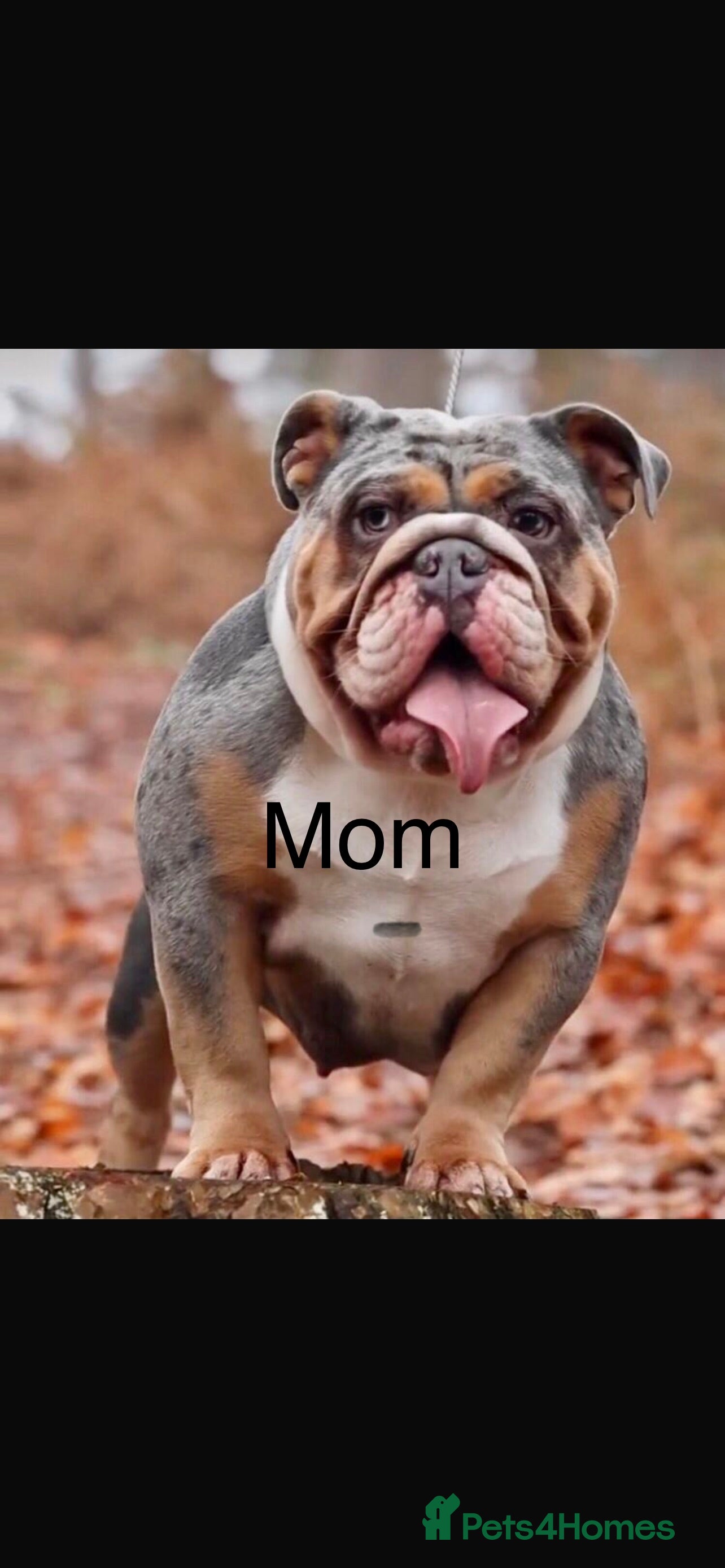 English Bulldog dogs English bulldog - Advert 3