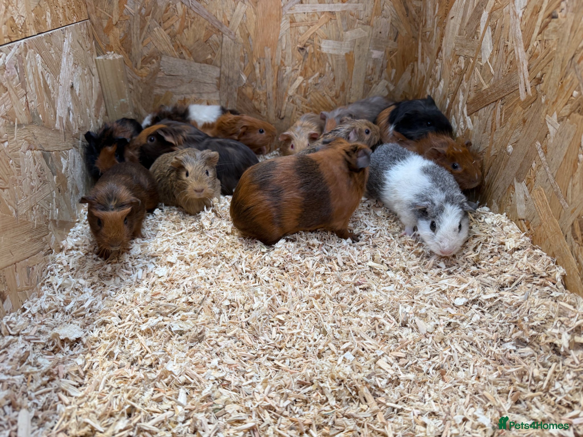 Guinea Pig rodents Male & Female Guinea Pigs in a range of colours  - Advert 2