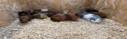 Guinea Pig rodents for sale: Male & Female Guinea Pigs in a range of colours  - Advert 2