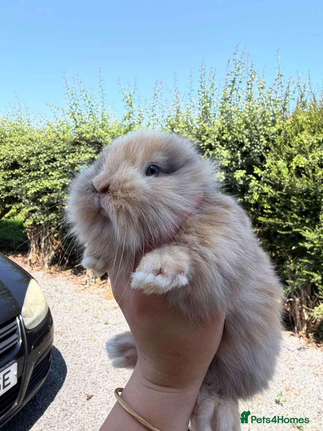Lionhead rabbits for sale: Lion head rabbits  in Swaffham - Advert 8