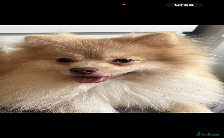 Pomeranian dogs - Advert 1