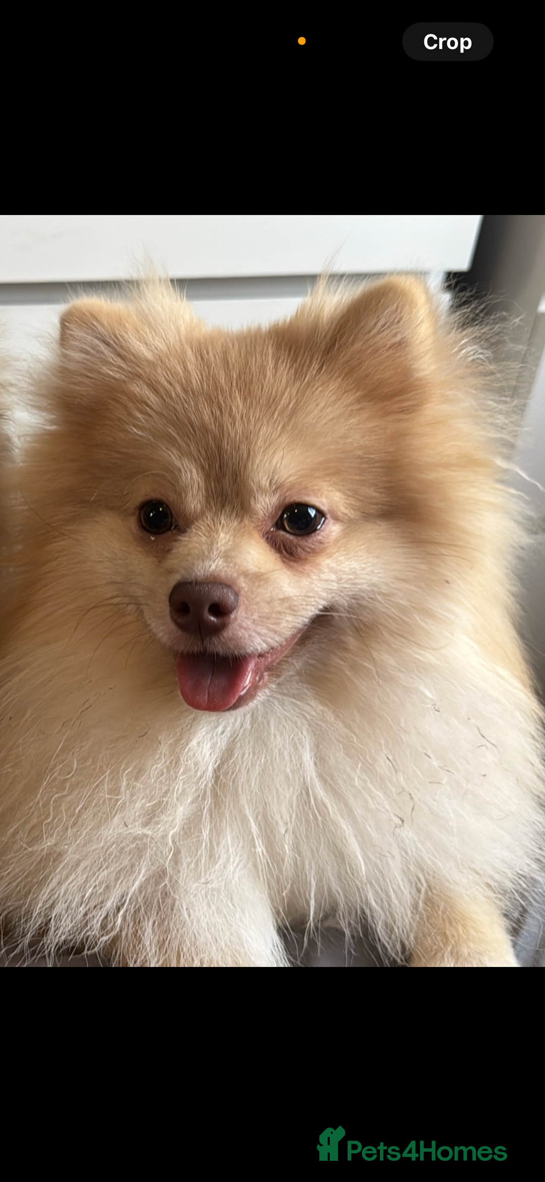 Pomeranian dogs for sale: Male Pomeranian - Image 1