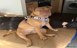 Mixed Breed dogs for sale: Daisy female  - Image 6