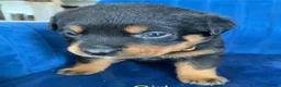 Rottweiler dogs for sale: kldrl exciting Pure/bred Rottweiler Pups in Hull - Advert 7