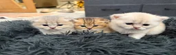 British Shorthair cats for sale: British shorthair kittens for sale in Walsall - Advert 13