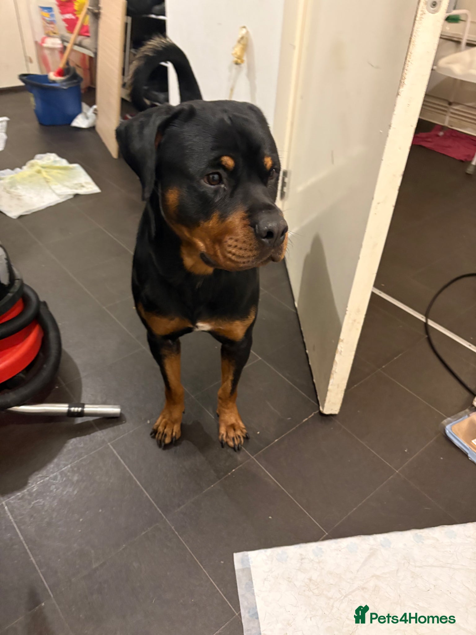 Rottweiler dogs for sale: Bullet  in London - Advert 6