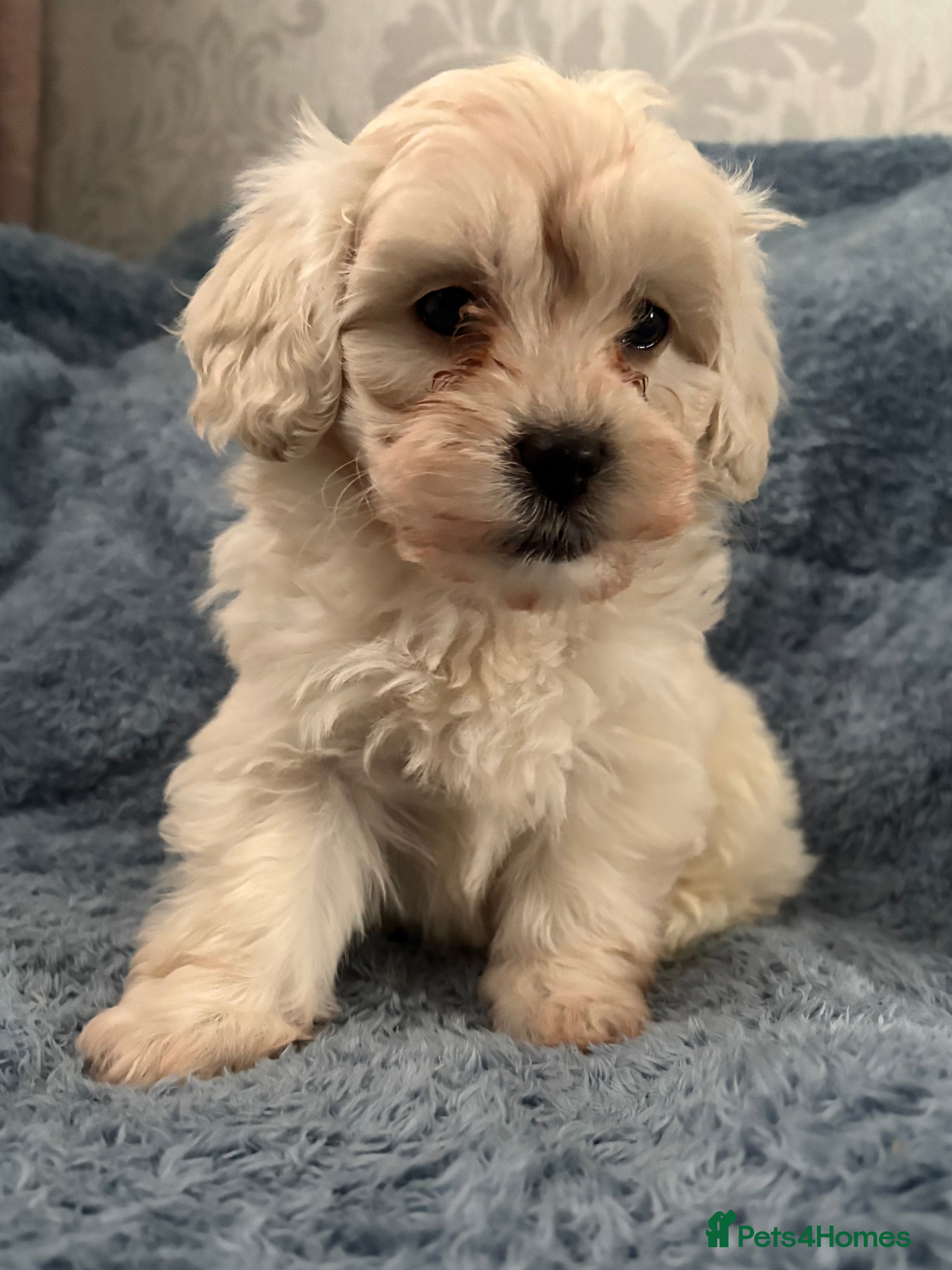 Shihpoo dogs 🩵 1 Male Shihpoo puppy for sale 🩵 - Advert 1