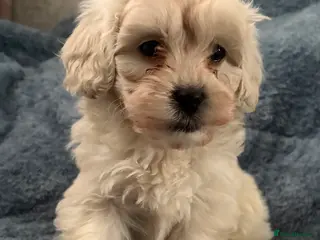 Shihpoo dogs 🩵 1 Male Shihpoo puppy for sale 🩵 - Advert 1