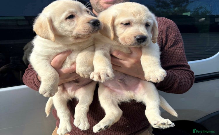 Labrador Retriever dogs - Advert 4