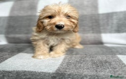 Cockapoo dogs for sale: Beautiful cockapoos looking for forever homes  - Image 3