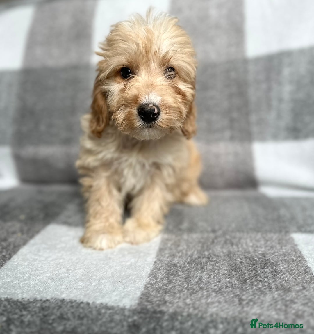 Cockapoo dogs for sale: Beautiful cockapoos looking for forever homes  - Image 3