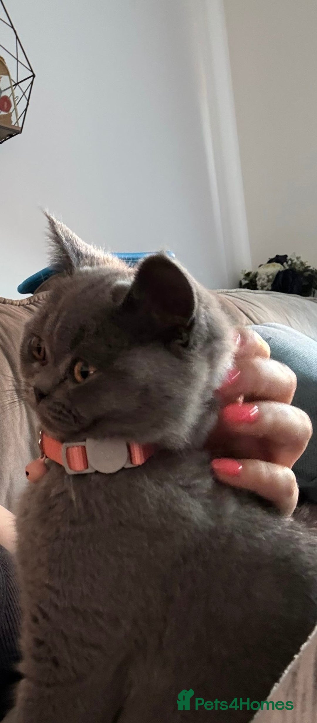 British Shorthair cats for sale: Little girl British shorthair for new home  - Image 3