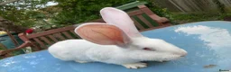 French Lop rabbits for sale: French Lop Bunnies in London - Advert 20