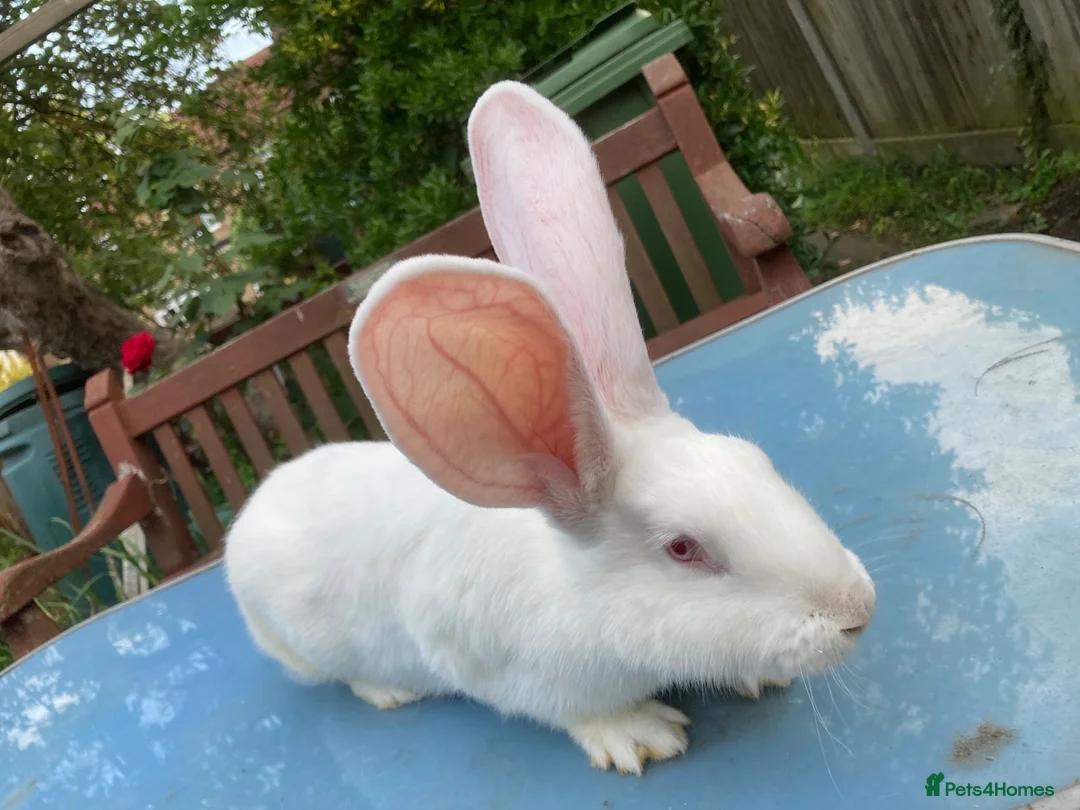 French Lop rabbits for sale: French Lop Bunnies in London - Advert 20