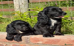 Cocker Spaniel dogs for sale: FULLY VACCINATED Black FEMALE cocker spaniel in Mold - Image 22