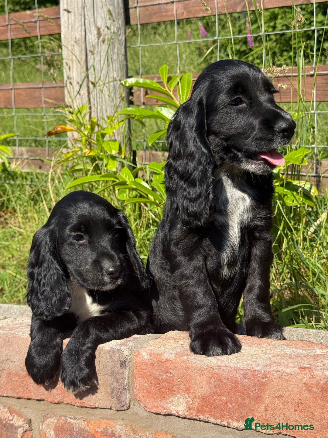 Cocker Spaniel dogs for sale: FULLY VACCINATED Black FEMALE cocker spaniel in Mold - Image 22