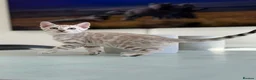 Bengal cats for sale: ✨NEW✨ TICA Pedigree Championship Bengal Kittens - Advert 2