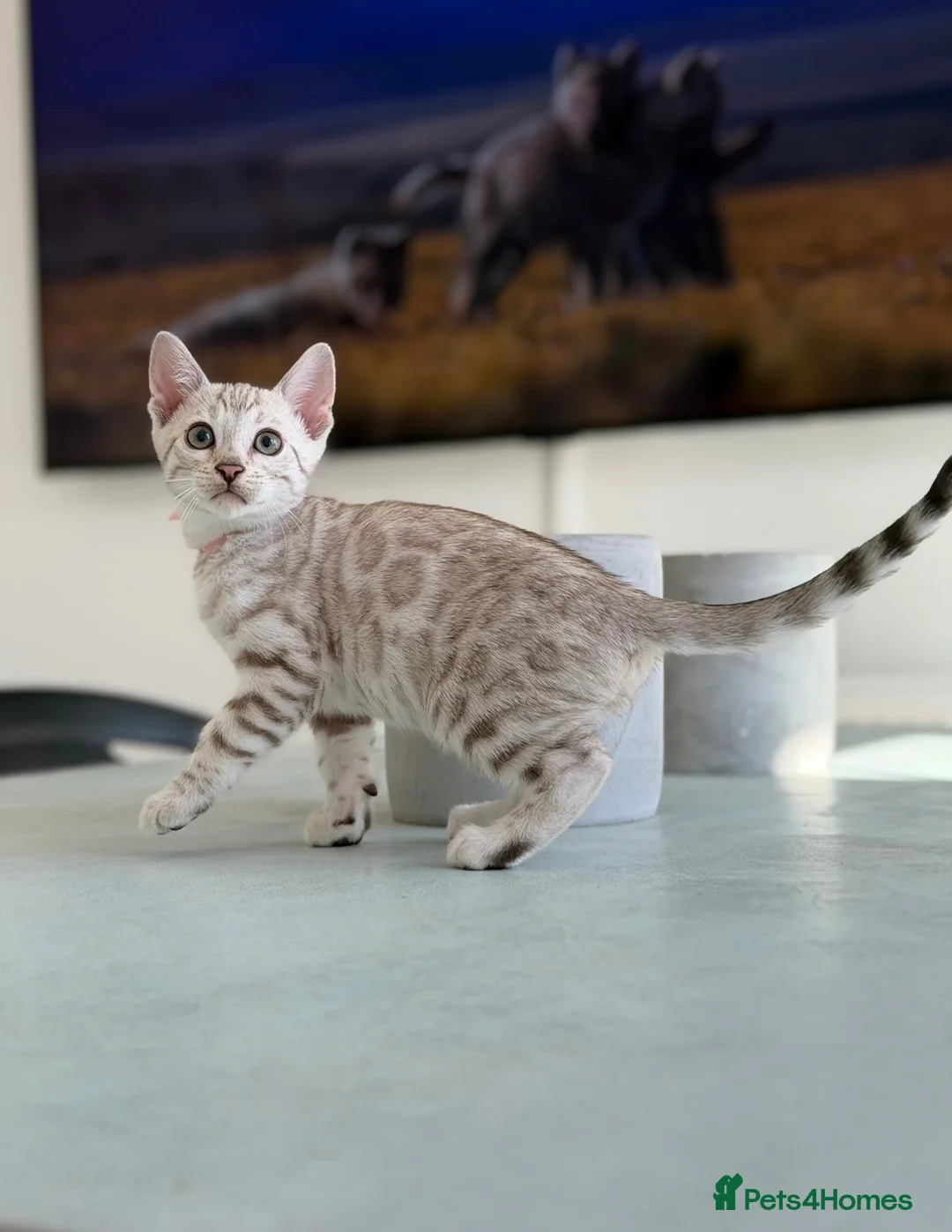 Bengal cats for sale: ✨NEW✨ TICA Pedigree Championship Bengal Kittens - Advert 2