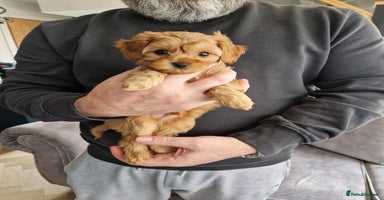 Cavapoo dogs - Advert 3