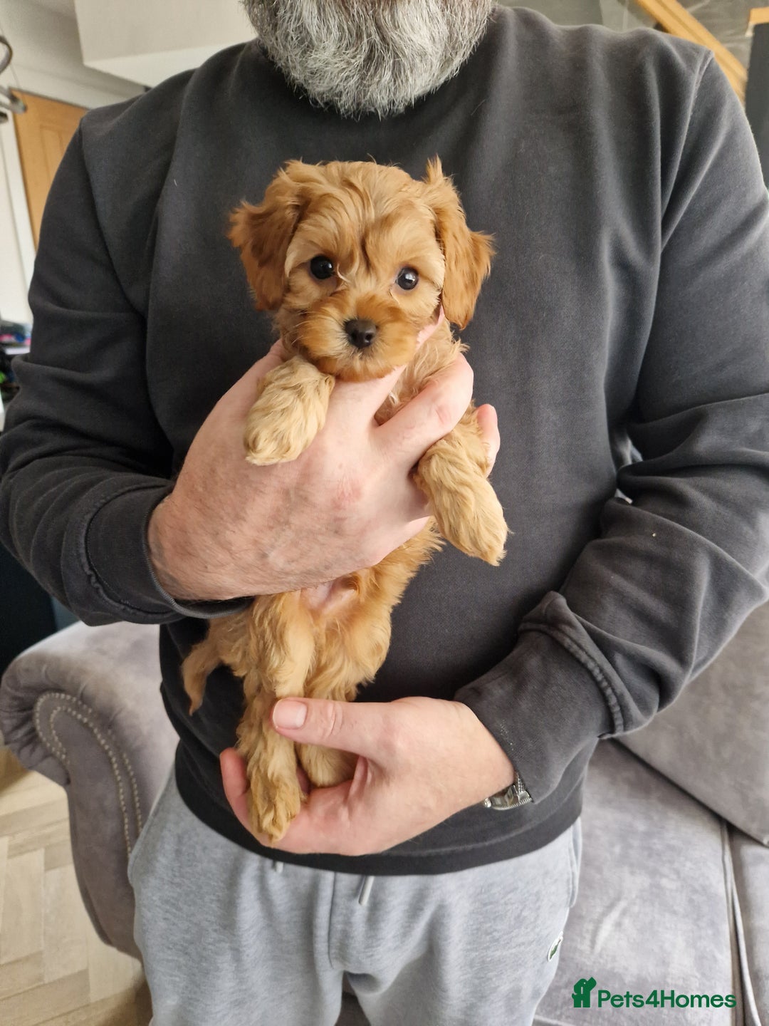Cavapoo dogs for sale: Beautiful Cavapoo F2 puppies  for sale - Image 3