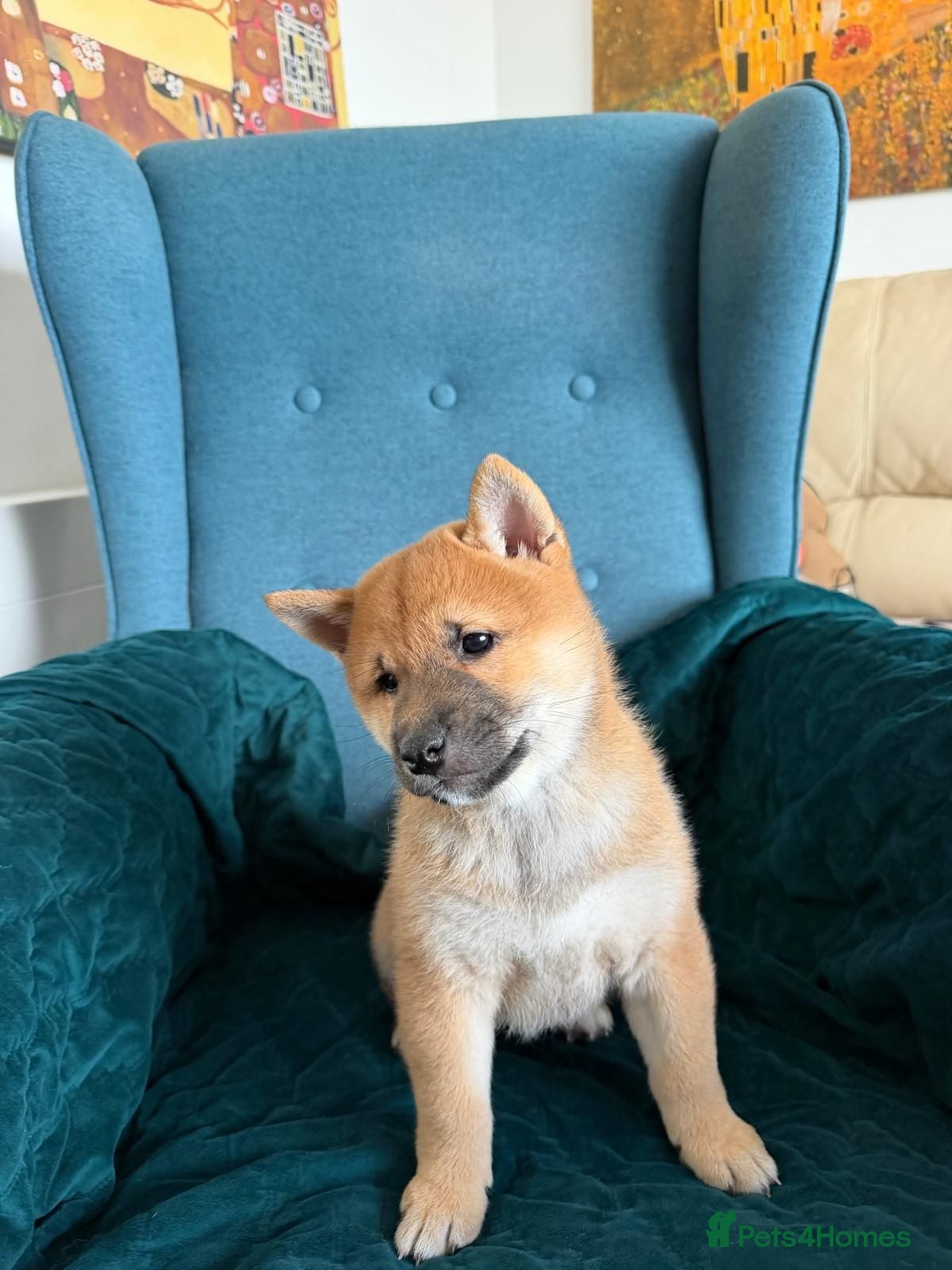 Japanese Shiba Inu dogs Lovely Shiba Inu Puppies, Ready for home late Aug - Advert 2