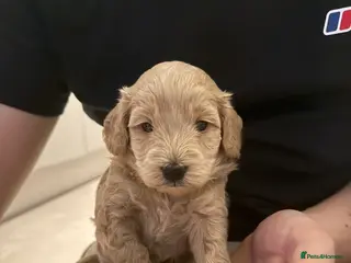 Cockapoo dogs Beautiful F2B Cockapoo pups🥰🐾 - Advert 15