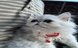 Persian cats for sale: Persian cats  - Image 3
