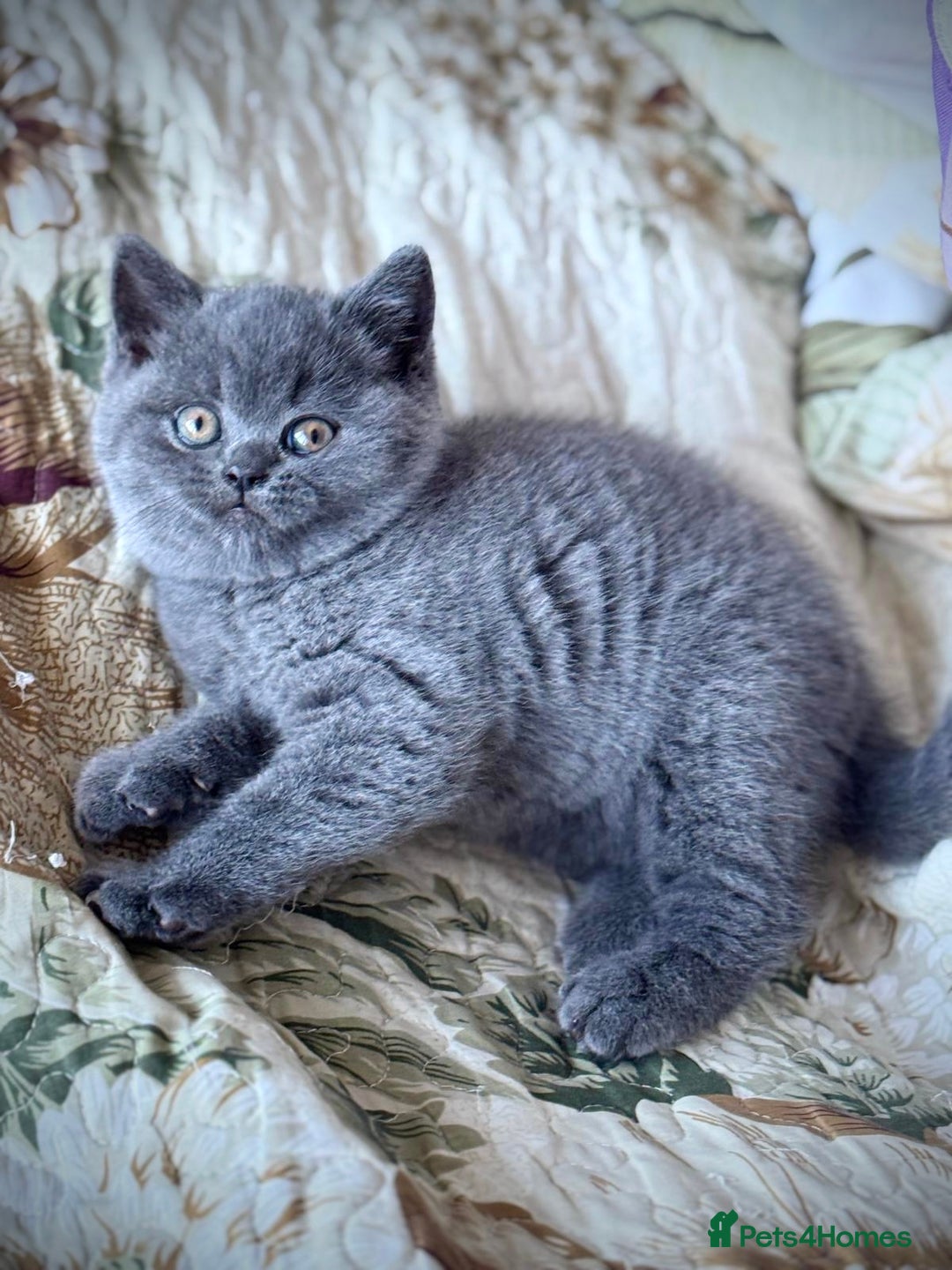 British Shorthair cats for sale: British Shorthair Kitten - Advert 12