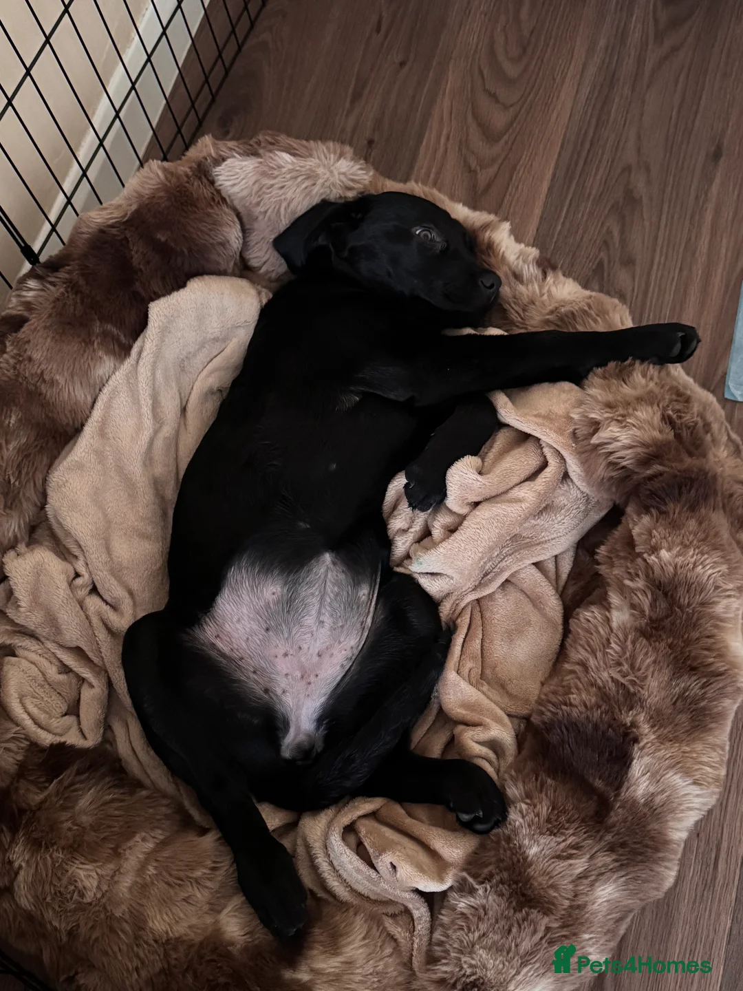 Labrador Retriever dogs for sale: Move home  - Advert 2