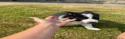 Border Collie dogs for sale: Beautiful boy border collie puppy - Advert 5