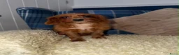 Cavapoo dogs for sale: 💖Stunning Cavapoo Puppies READY NOW💖 - Advert 6