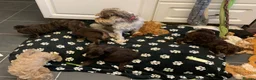 Schnoodle dogs for sale: GORGEOUS SCHNOODLES  - Advert 17