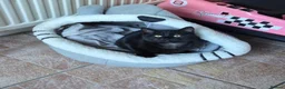 Mixed Breed cats for sale: Beautiful little boy - Advert 4