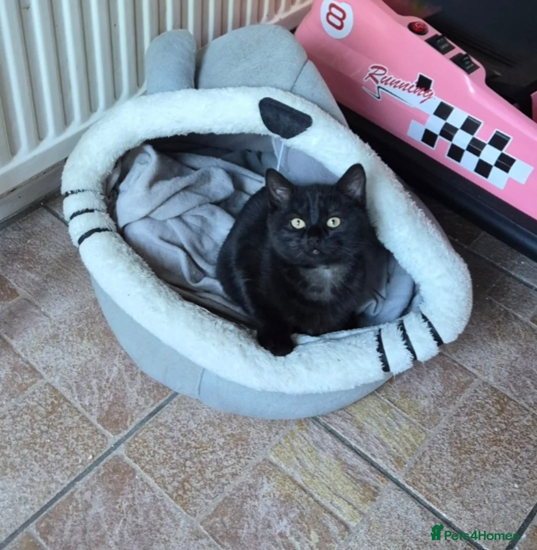 Mixed Breed cats for sale: Beautiful little boy - Advert 4