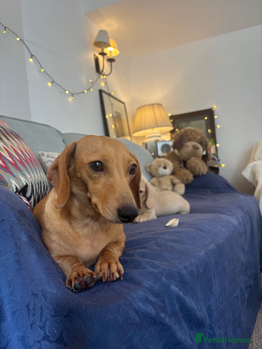 Miniature Dachshund dogs for sale: 🐶 Miniature Smooth Haired Dachshunds. KC REG. 🐶  - Image 39