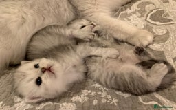 Persian cats for sale: Doll faced Persian kittens - Image 14